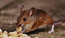 24 Hour & Emergency Exterminators in Lakeport, SD